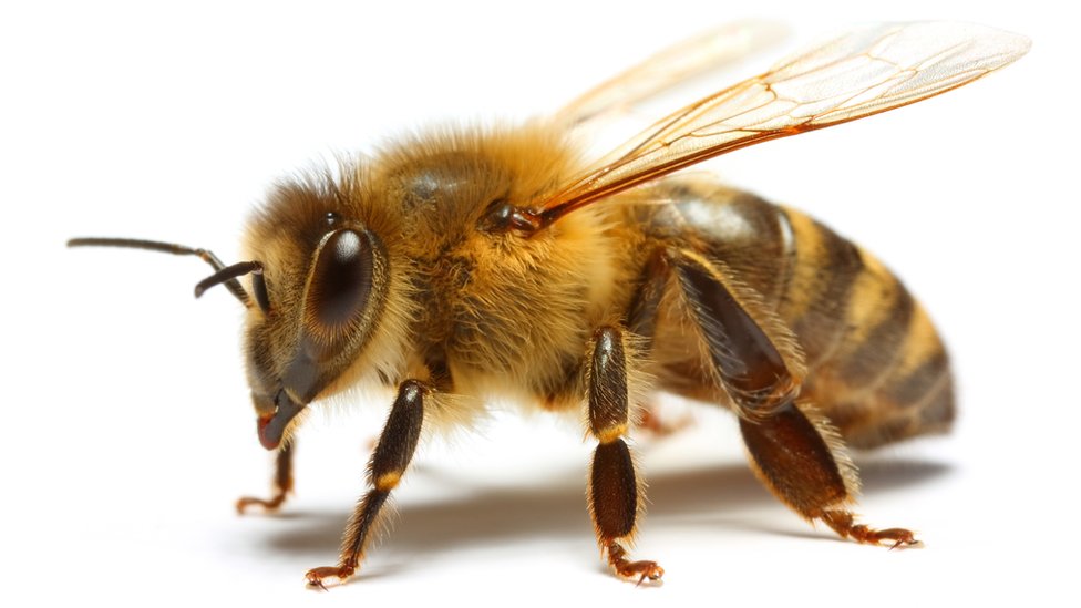 LAS ABEJAS EN RIESGO