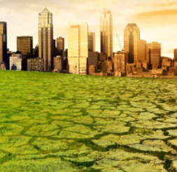 Consecuencias de la contaminación.