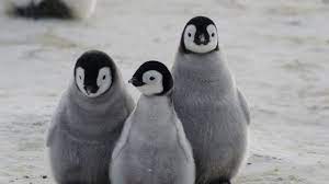 Pinguinoen Inbasioa Antartikan!