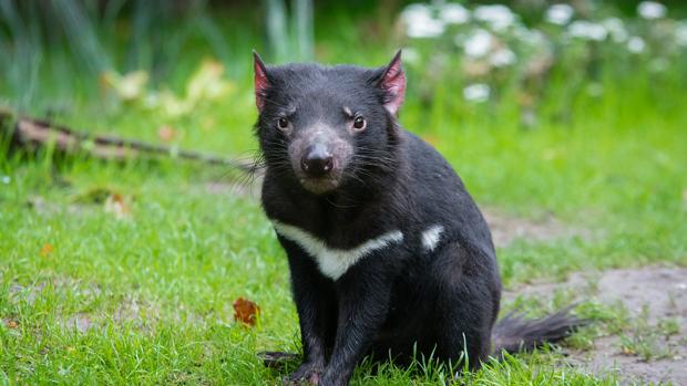 AUSTRALIAN ANIMALI BERRI BAT TOPATU DUTE