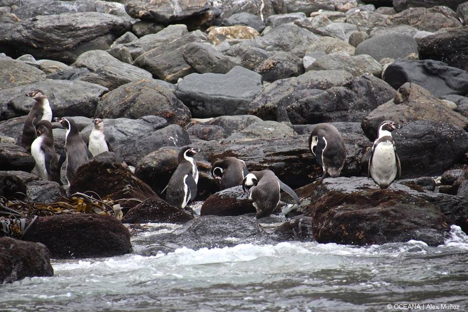 Controversia por proyecto minera-portuario ante el daño ambiental que puede provocar.