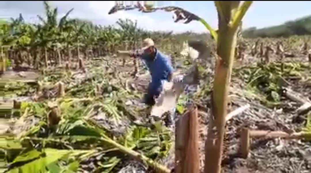 Este señor se queja por el alto costo del Fertilizantes, herbicidas y destruye todo lo que sembró.