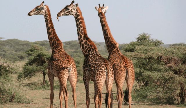 Científicos alertan sobre la "extinción silenciosa" de las jirafas y otros animales