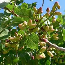 Los pistachos, el fruto seco que ayuda a controlar el azúcar en sangre y previene la diabetes