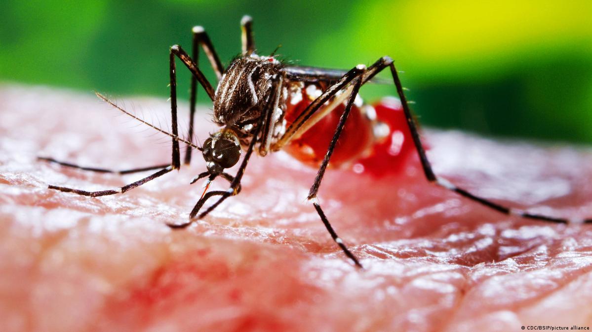 Dengue: cómo prevenirlo, reconocer los síntomas y acceder a la vacuna