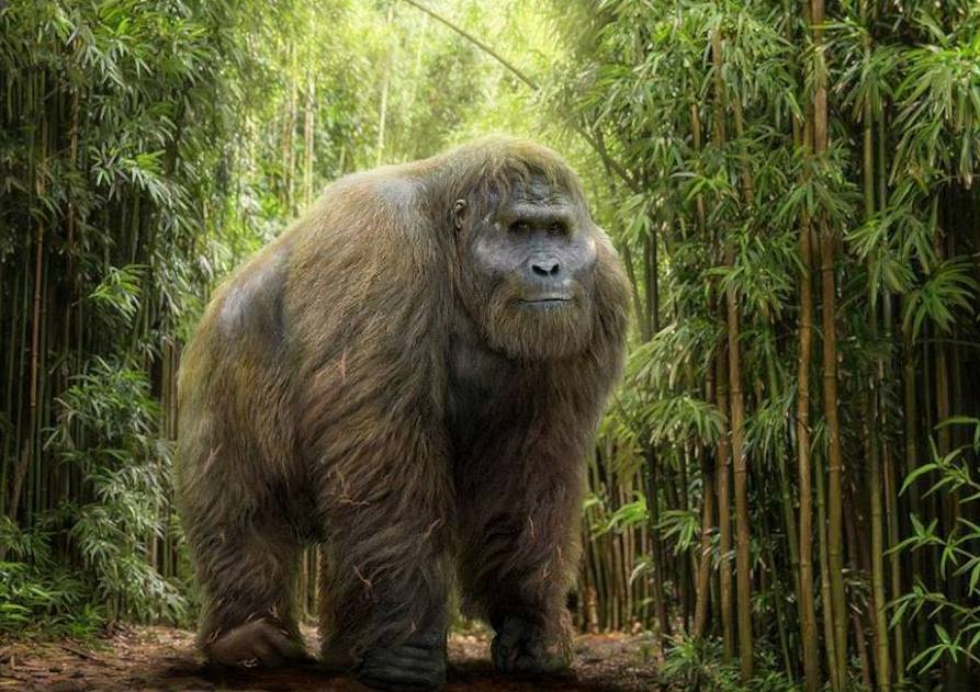 El misterio del Gigantopiteco: ¿por qué se extinguió el simio más grande de todos los tiempos?