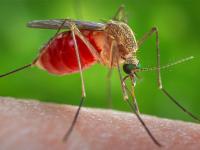 Comprueban que el mosquito común transmite Zika