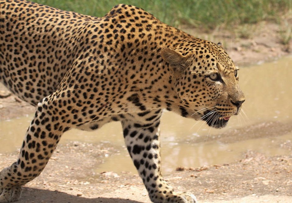 La Molestia de los Leopardos