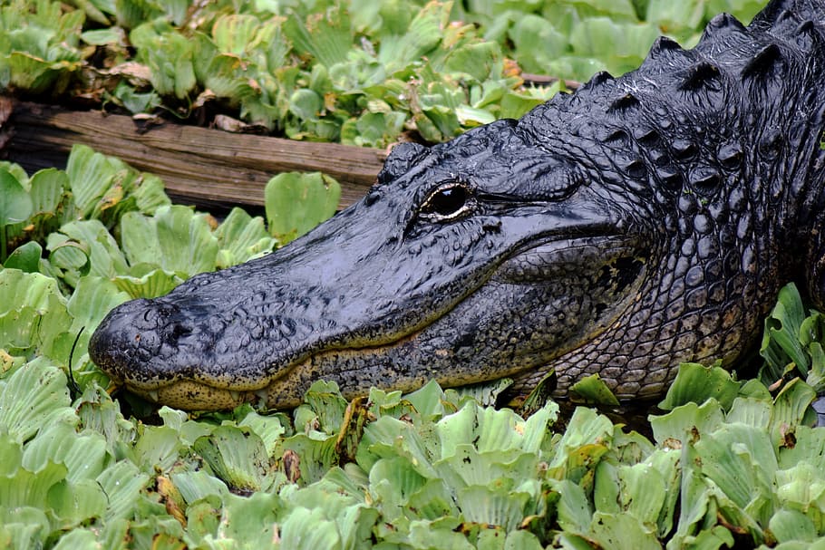 MEGA cocodrilo negro