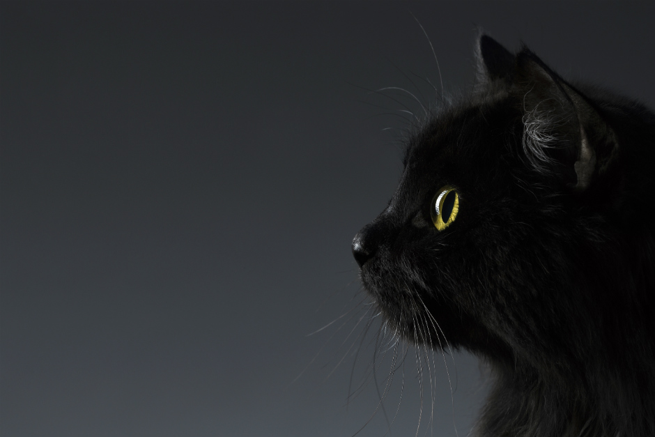Gatos negros, falsos mitos y creencias
