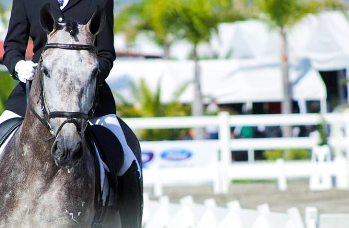Campeonato Nacional del Caballo PRE en México ANCCEMEX Puebla