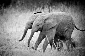 Gemelos elefantes nacieron en zoológico de africa.