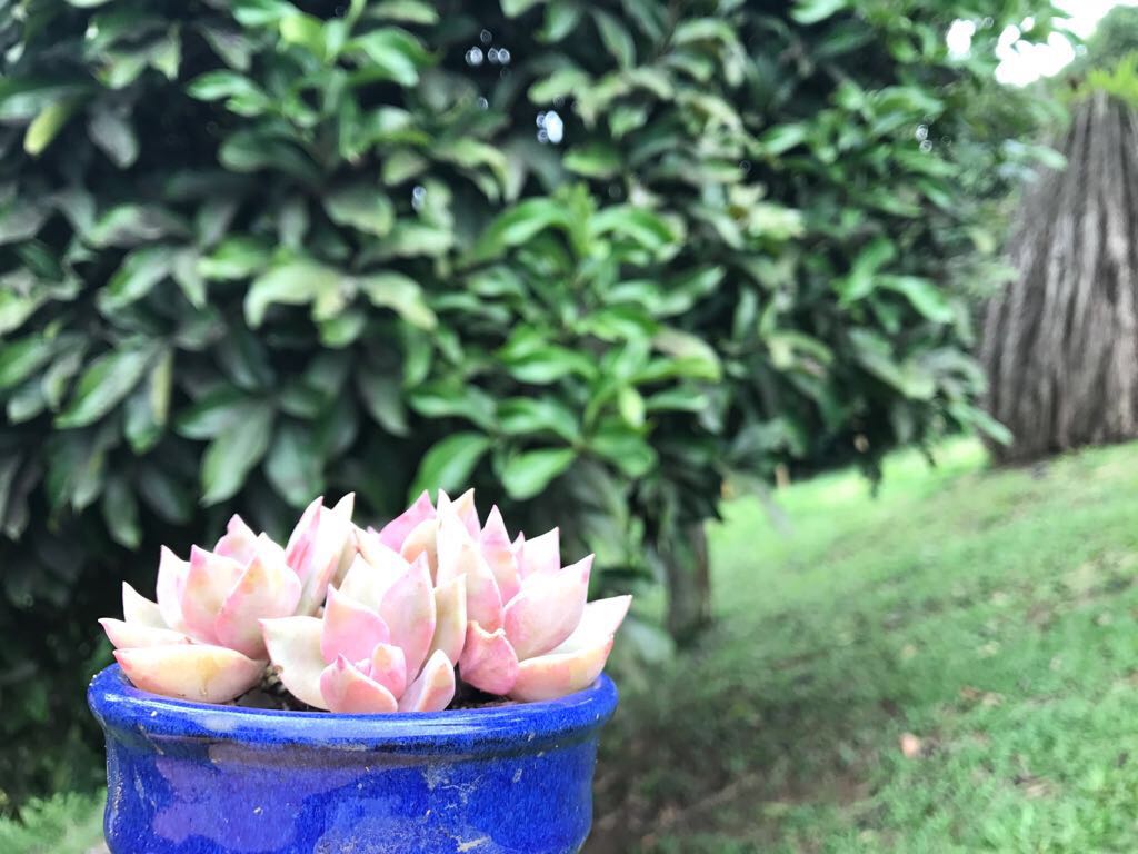 Grado Noveno Embellece El Colegio Colombo Francés 