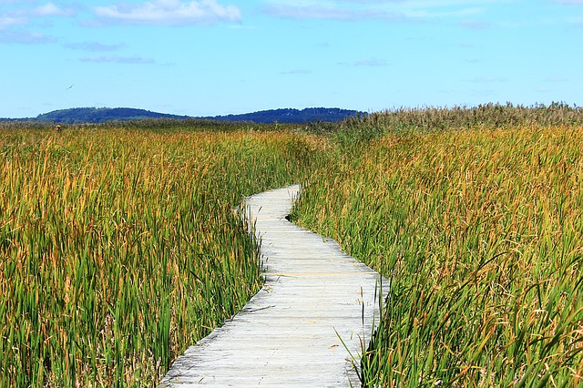 ¿Las plantas pueden caminar?/ Les plantes peuvent-elles marcher?