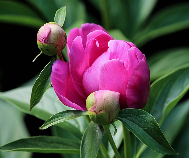 Las flores lloran y los pepinos gritan / Les fleurs pleurent et les concombres crient