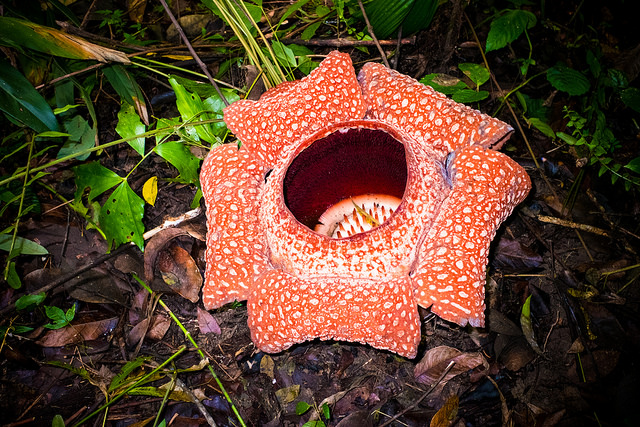 Esta flor pesa 11 kilos y huele a cadáver de búfalo / Cette fleur pèse 11 kilos et elle dégage une odeur de cadavre de buffle