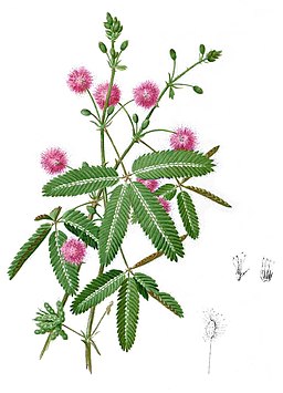 "No me toques", dijo Mimosa púdica/ "Ne me touche pas", a dit Mimosa pudica