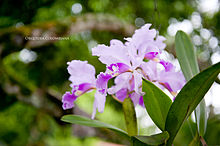  Flora de Colombia