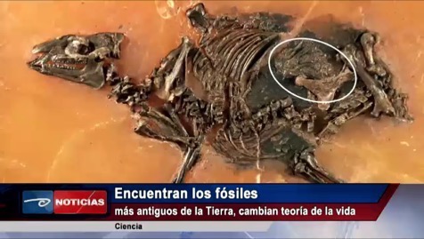 Hallan los fósiles más antiguos de la Tierra