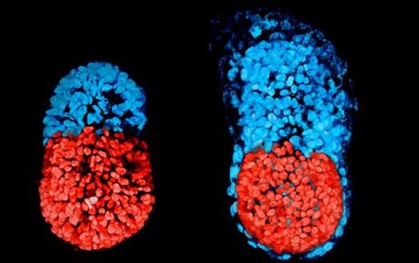 Creado el primer embrión artificial de ratón con células madre