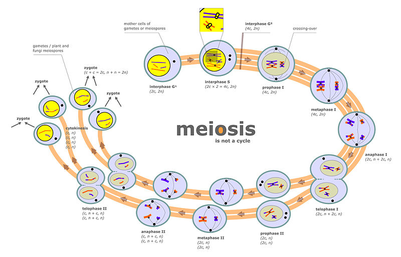 Meiosis y Ciclo Vital