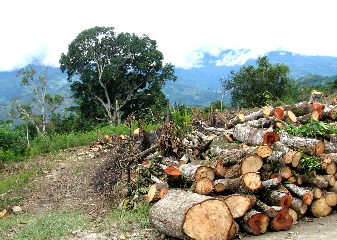 ¡A plantar árboles, por más espacios verdes