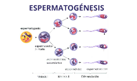 Espermatogenesis...