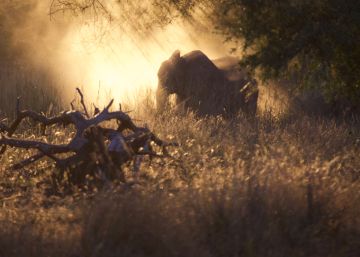 Las guerras en áfrica y la fauna