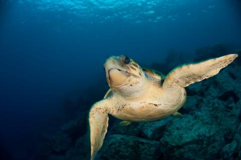 Reportaje: Migración de las tortugas marinas