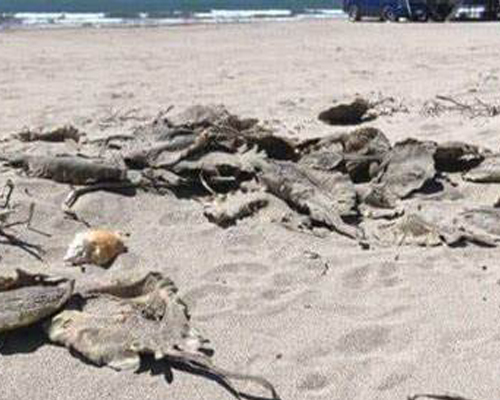 Aparecen muertas decenas de rayas a las que habían extirpado el aguijón en México