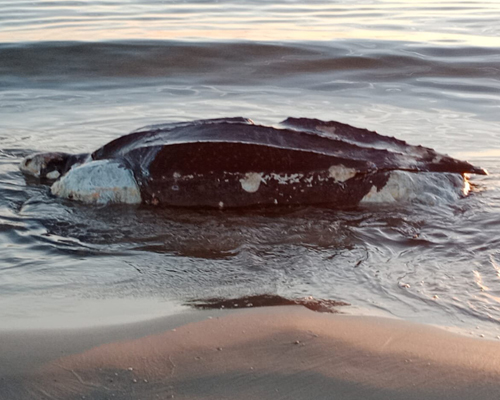 Una tortuga laud aparece varada en la playa de Castellón