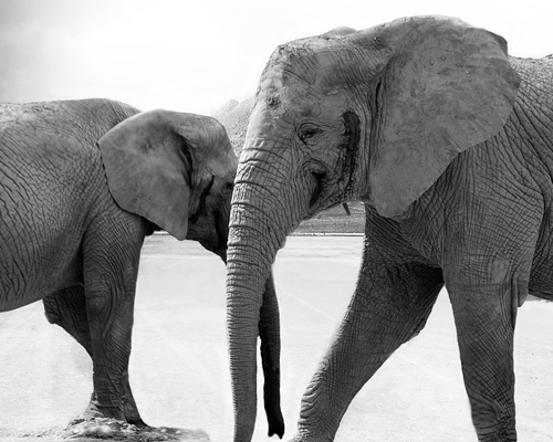Los elefantes son grandes mamíferos que podrían desaparecer en el futuro
