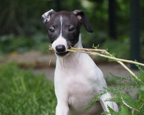 Más de 500.000 personas firman una petición al Senado de que se incluyan los perros de caza en la ley de bienestar animal