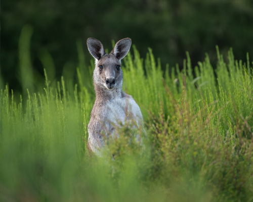 Los canguros son unos marsupiales con unas curiosidades sorprendentes