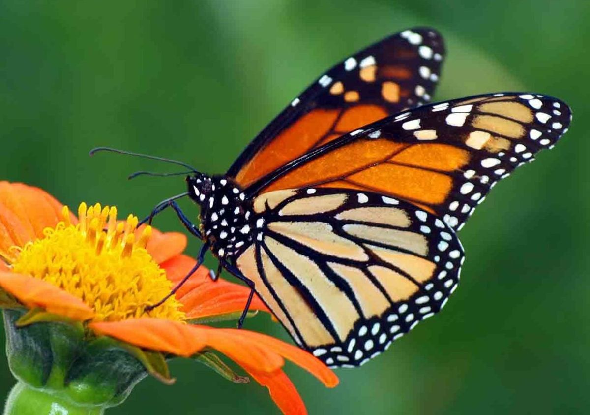 MARIPOSAS MONARCAS, OBJETIVO DE PROTECCIÓN